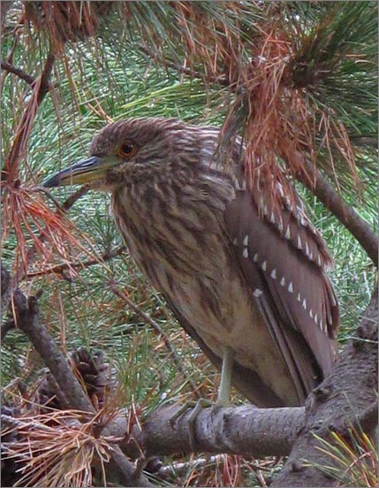 sm 091105 Shoreline 10.jpg - We were lucky to catch this view of a juvenile Black-crowned Night-Heron... born this year.